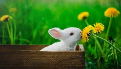 kaiyun开云入口平台-圣埃蒂安战胜梅斯，豪取新赛季首场胜利，法甲圣埃蒂安对梅斯